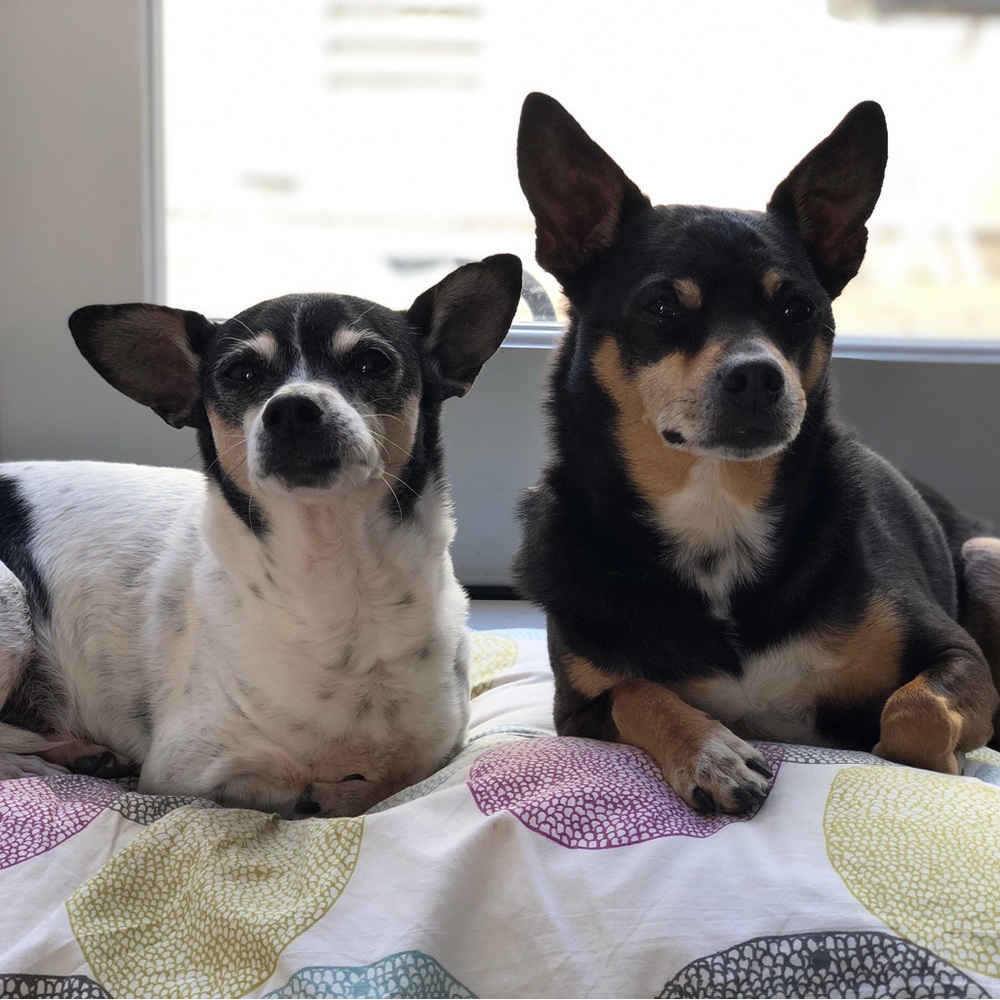 Meet your Posher, Alissa